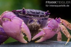 Lila Spider Crab, Neosarmatium sp. Purple, Zufällig ausgewählt