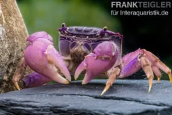 Lila Spider Crab, Neosarmatium sp. Purple, Zufällig ausgewählt