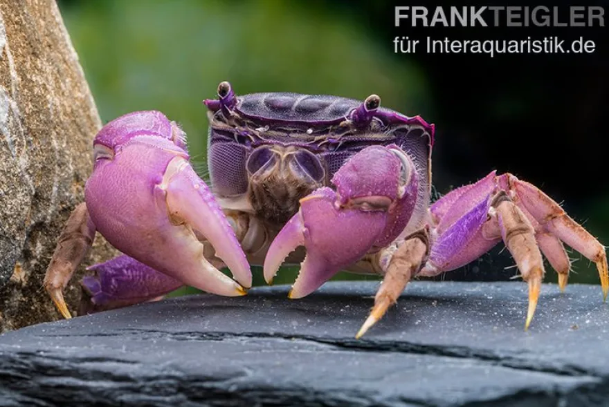 Lila Spider Crab, Neosarmatium sp. Purple, Zufällig ausgewählt