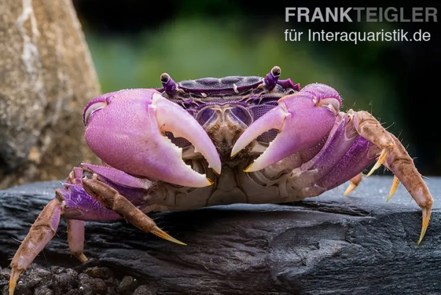 Lila Spider Crab, Neosarmatium sp. Purple, Zufällig ausgewählt