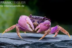 Lila Spider Crab, Neosarmatium sp. Purple, Zufällig ausgewählt