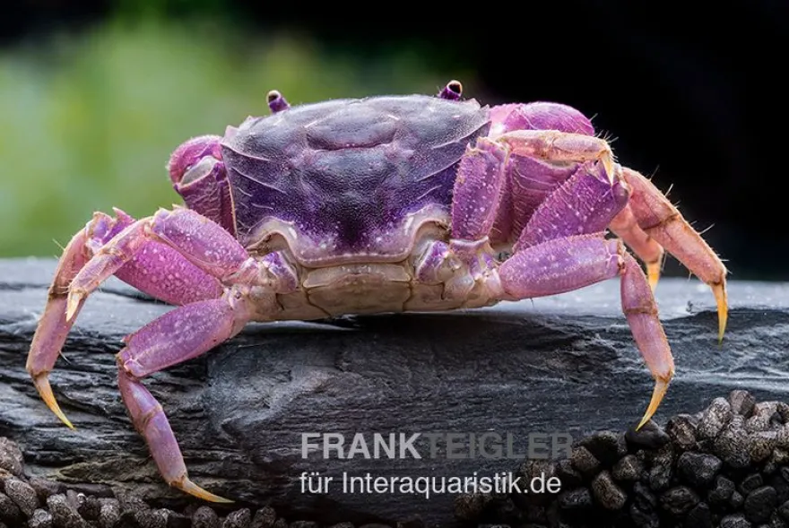 Lila Spider Crab, Neosarmatium sp. Purple, Zufällig ausgewählt