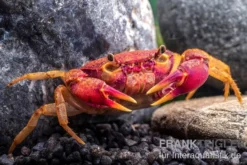 Lila Süßwasserkrabbe, Globithelphusa
