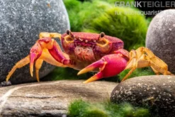 Lila Süßwasserkrabbe, Globithelphusa