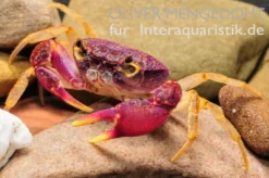 Lila Süßwasserkrabbe, Globithelphusa