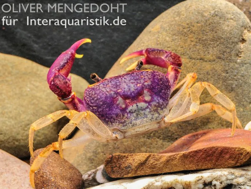 Lila Süßwasserkrabbe, Globithelphusa "indian lilac", Zufällig ausgewählt