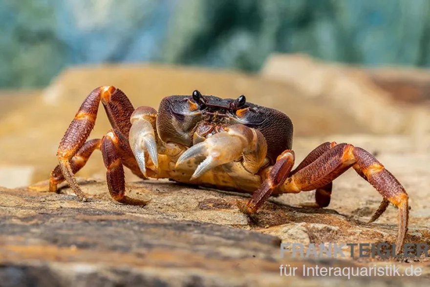 Lila Weihnachtsinselkrabbe, Gecarcoidea humei, klein, Zufällig ausgewählt