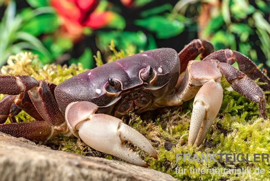 Lila Weihnachtsinselkrabbe, Gecarcoidea humei, Zufällig ausgewählt