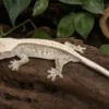 Lilly-White-Kronengecko, Correlophus ciliatus