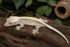 Lilly-White-Kronengecko, Correlophus ciliatus