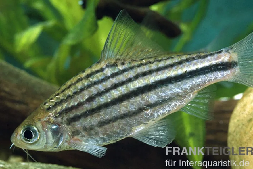 Linienbarbe, Barbus johorensis