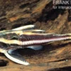 Liniendornwels, Platydoras costatus, 4-5 cm