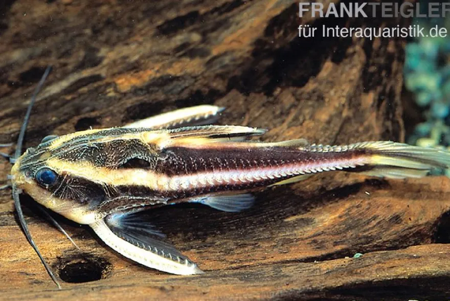 Liniendornwels, Platydoras costatus, 4-5 cm