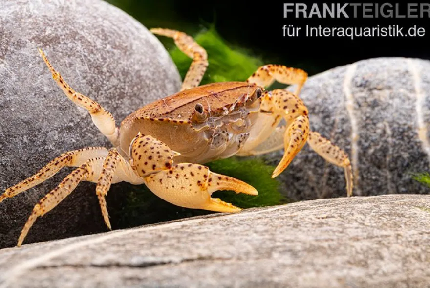 Linsenkrabbe, Parathelphusa cf. convexa, Zufällig ausgewählt