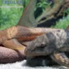 Llanero-Störwels, Lamontichthys llanero (Peitschenwels)