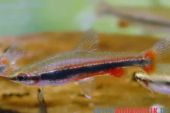 Längsband-Ziersalmler, Nannostomus beckfordi