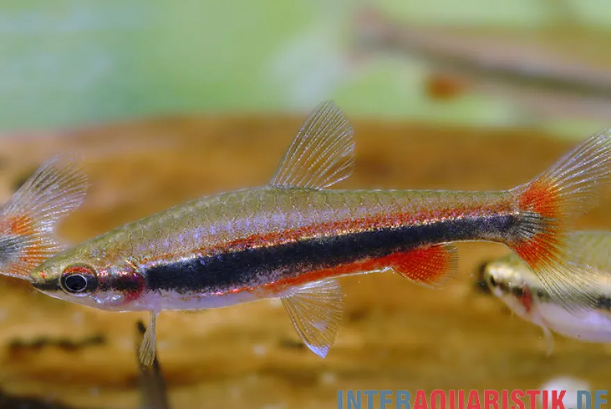 Längsband-Ziersalmler, Nannostomus beckfordi
