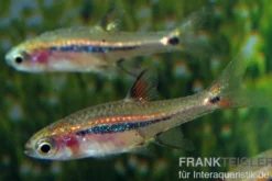 Längsband-Zwergbärbling, Boraras urophthalmoides