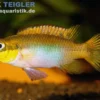 Lobe-Smaragdprachtbarsch, Pelvicachromis taeniatus lobe