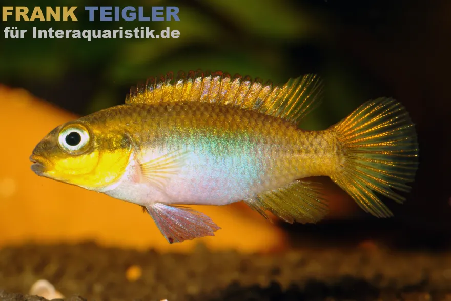Lobe-Smaragdprachtbarsch, Pelvicachromis taeniatus lobe