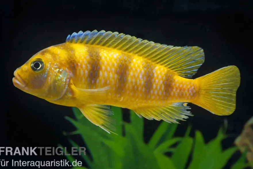 Lombardos Maulbrüter, Pseudotropheus lombardoi, DNZ