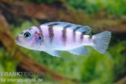 Lombardos Maulbrüter, Pseudotropheus lombardoi, DNZ