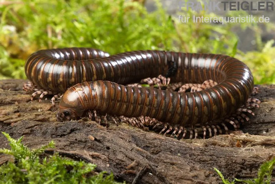 Long Leg-Millipede, Spirostreptus spec.