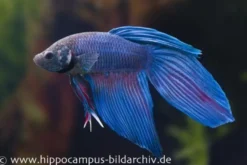 Long Tail Kampffisch blau, Männchen, Betta splendens