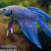 Longtail Kampffisch Blue Flower, Männchen, Betta splendens