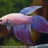 Long Tail Kampffisch lavender, Männchen, Betta splendens