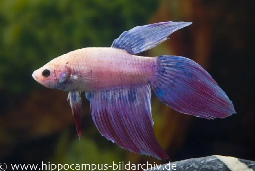 Long Tail Kampffisch lavender, Männchen, Betta splendens