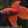 Long Tail Kampffisch rot, Männchen, Betta splendens