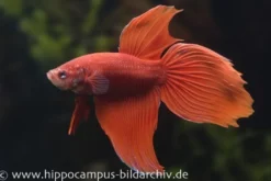 Long Tail Kampffisch rot, Männchen, Betta splendens