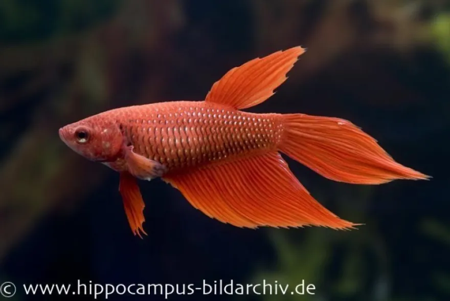 Long Tail Kampffisch rot, Weibchen, Betta splendens