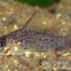 Loreto Panzerwels, Corydoras loretoensis
