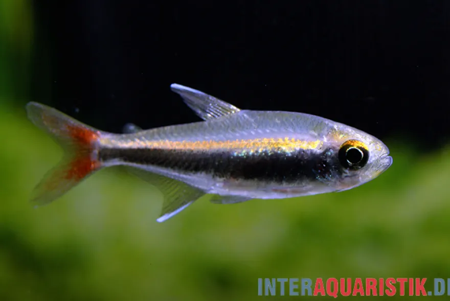 Loretosalmler, Hyphessobrycon loretoensis