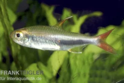 Loretosalmler, Hyphessobrycon loretoensis
