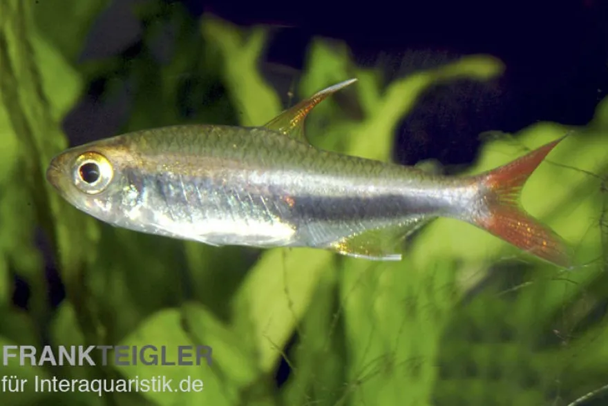 Loretosalmler, Hyphessobrycon loretoensis