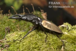 Ludekingi-Hirschkäfer, Odontolabis ludekingi, gemischt