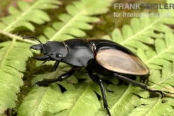 Ludekingi-Hirschkäfer, Odontolabis ludekingi, gemischt