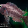 Lufubu-Moorii, Tropheus moorii "Lufubu", DNZ