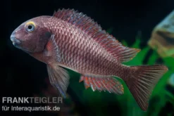 Lufubu-Moorii, Tropheus moorii "Lufubu", DNZ