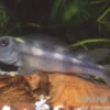 Löwenkopfcichlide, Steatocranus tinanti, 5-9 cm