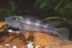 Löwenkopfcichlide, Steatocranus tinanti, 5-9 cm