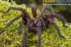 Machala-Vogelspinne, Pamphobeteus machala