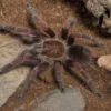 Machala-Vogelspinne, Pamphobeteus spec. machala