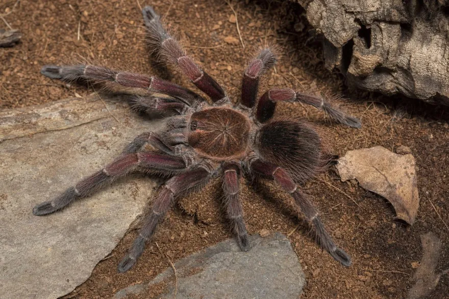 Machala-Vogelspinne, Pamphobeteus spec. machala
