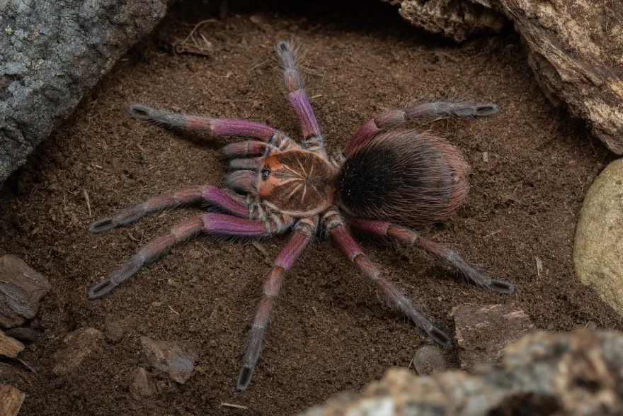 Machala-Vogelspinne, Pamphobeteus spec. machala