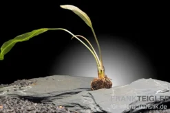 Madagaskar-Aponogeton, Aponogeton madagascariensis var. henkelianus