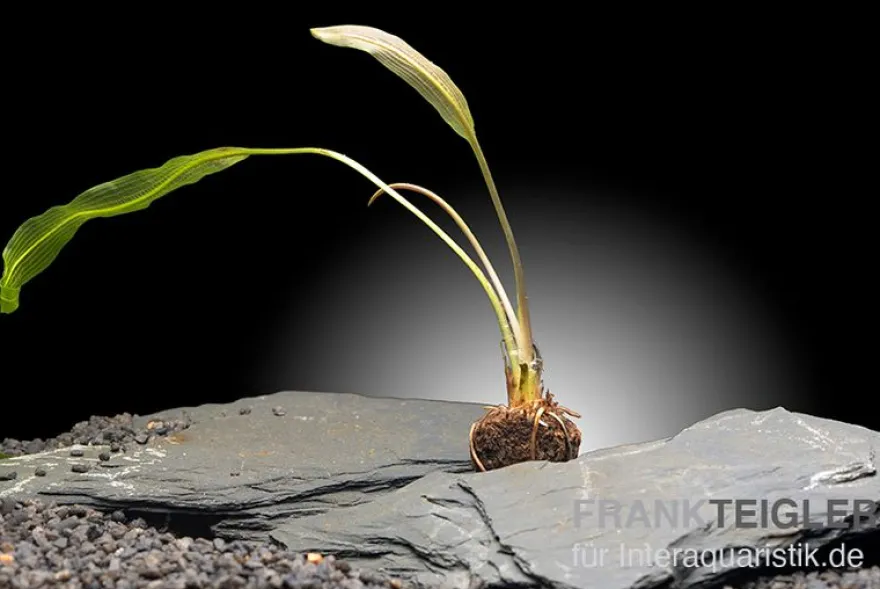 Madagaskar-Aponogeton, Aponogeton madagascariensis var. henkelianus